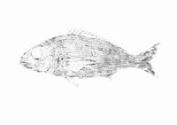 a drawing of a fish on a white background