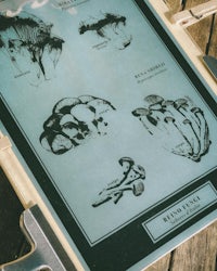 a black and white picture of mushrooms on a wooden table